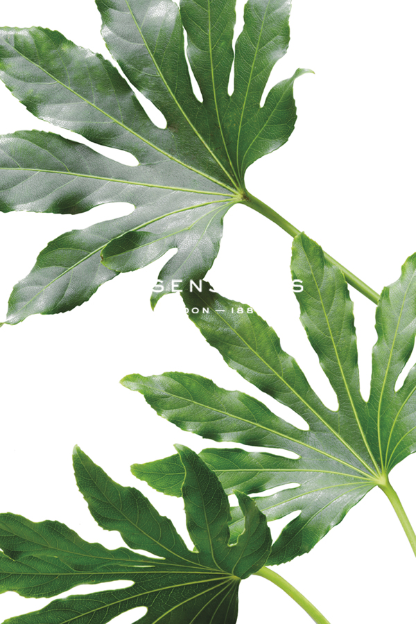 Organic Fronds - Mitts - Linda Wood