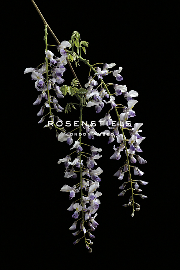 Wisteria Flowers - Nadia Culph