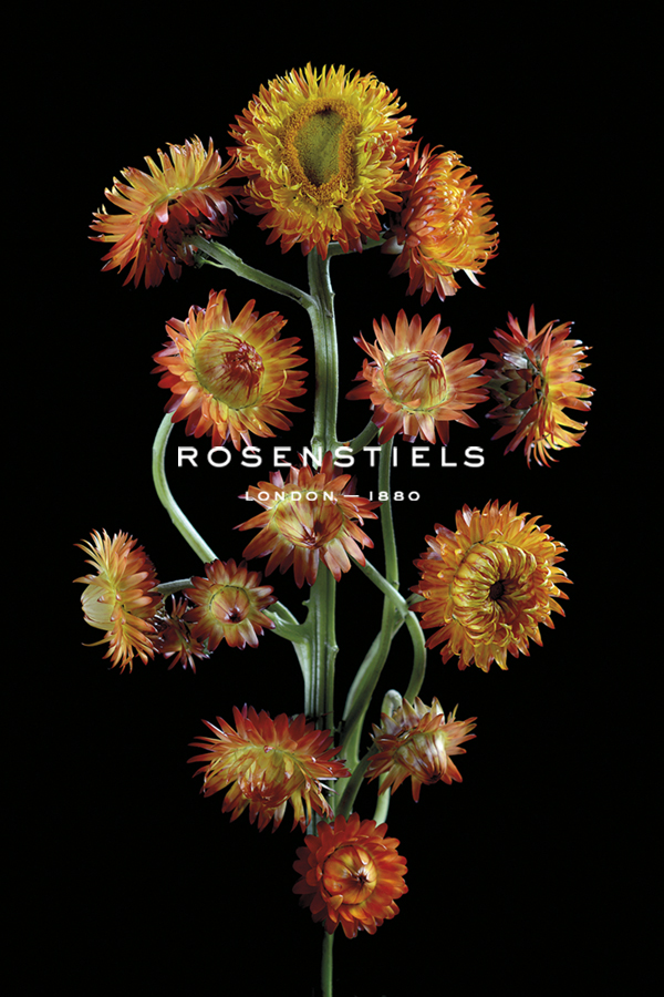 Orange Paper Daisies - Nadia Culph