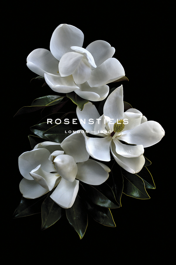 Three Magnolias - Nadia Culph