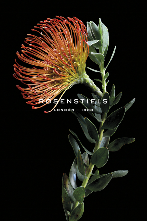 Leucospermum - Protea Wildflower - Nadia Culph