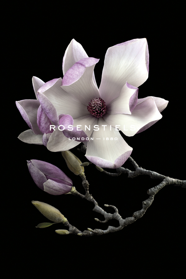 Magnolias - Nadia Culph