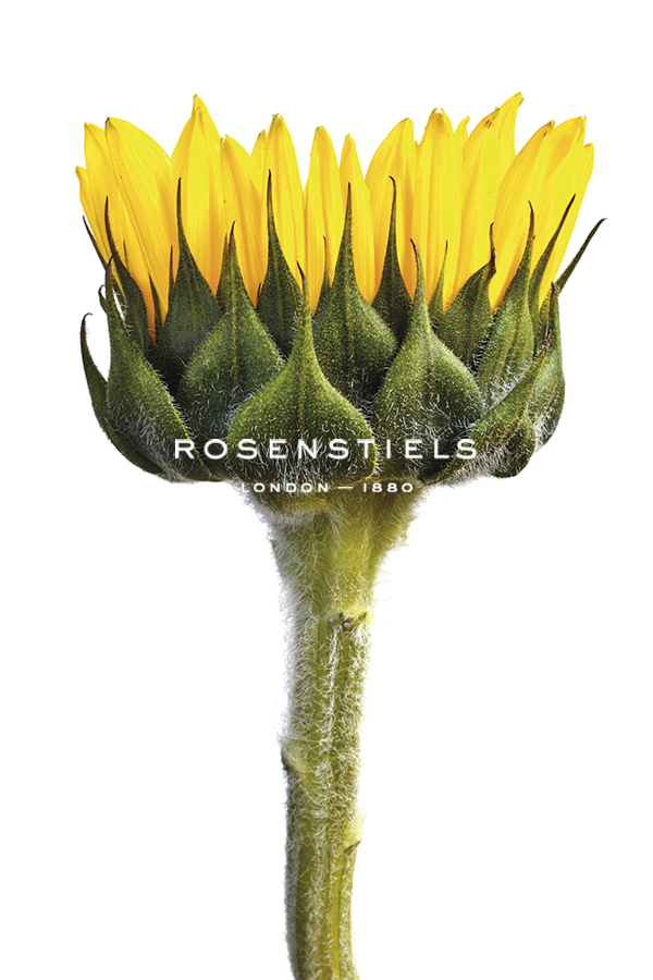 Sunflower - Nadia Culph