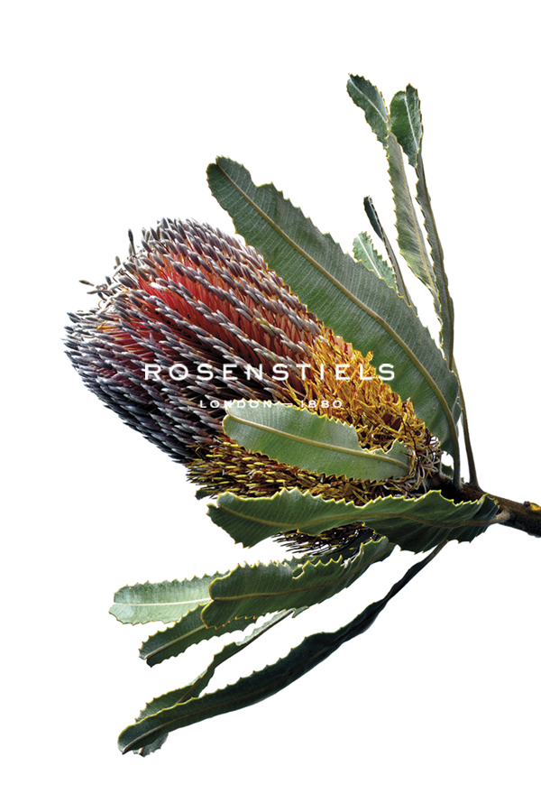 Banksia Menziesii - Nadia Culph