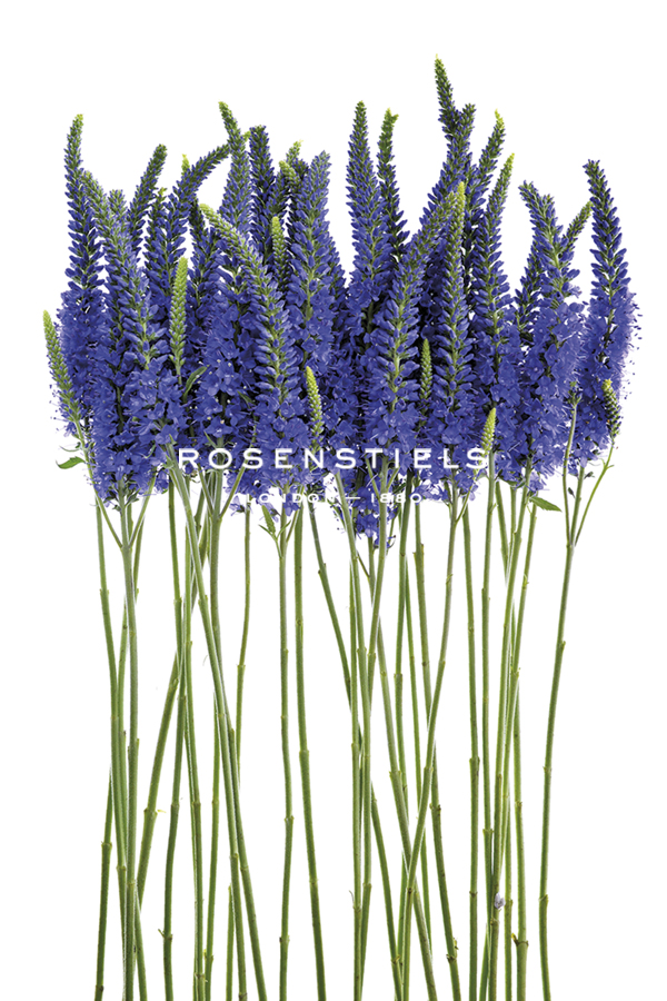 Blue Speedwell - Nadia Culph