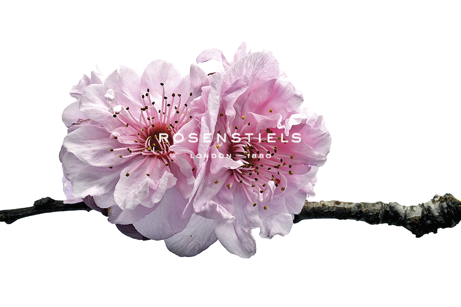 Two Cherry Blossoms - Nadia Culph