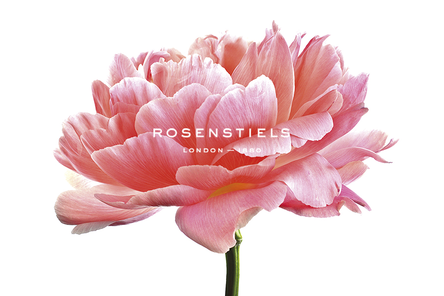 Pink Peony - Nadia Culph