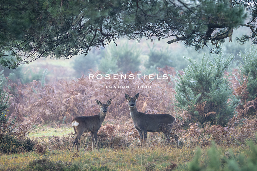 Morning Ramble - Study - Matt Roseveare