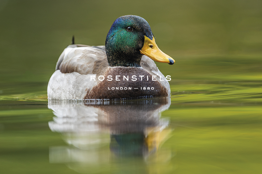 Duck Drift - Serene - Matt Roseveare