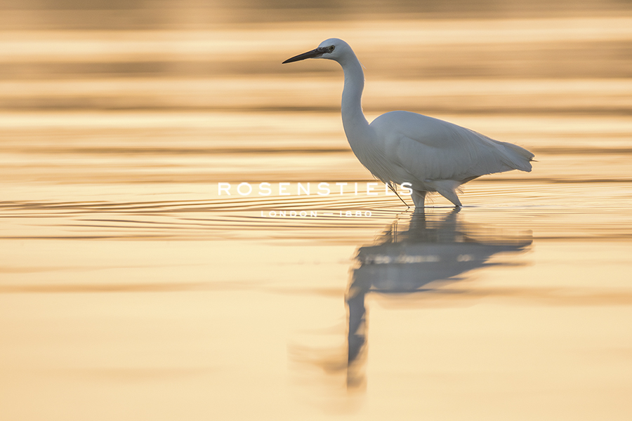 Little Egret - Wade - Matt Roseveare
