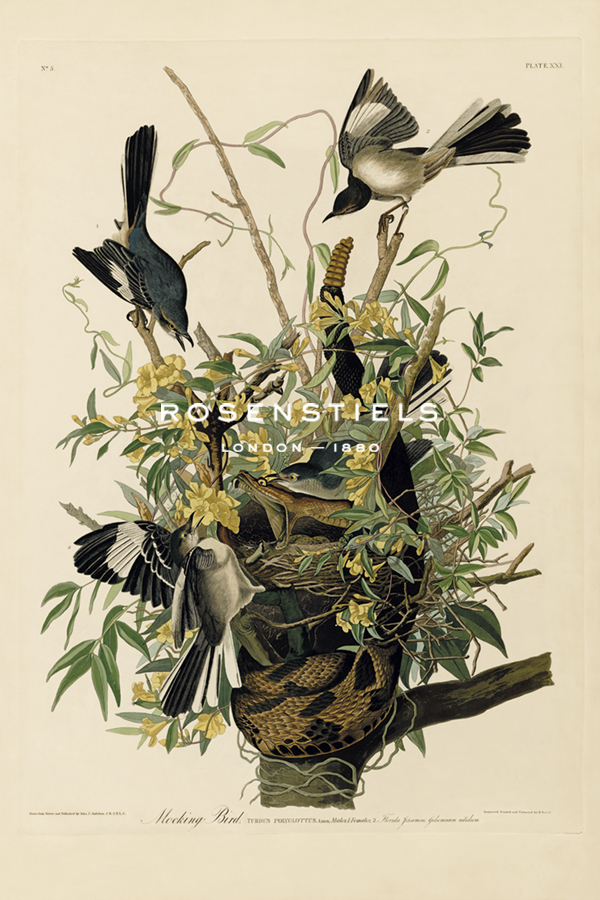 Mocking Bird - James Audubon