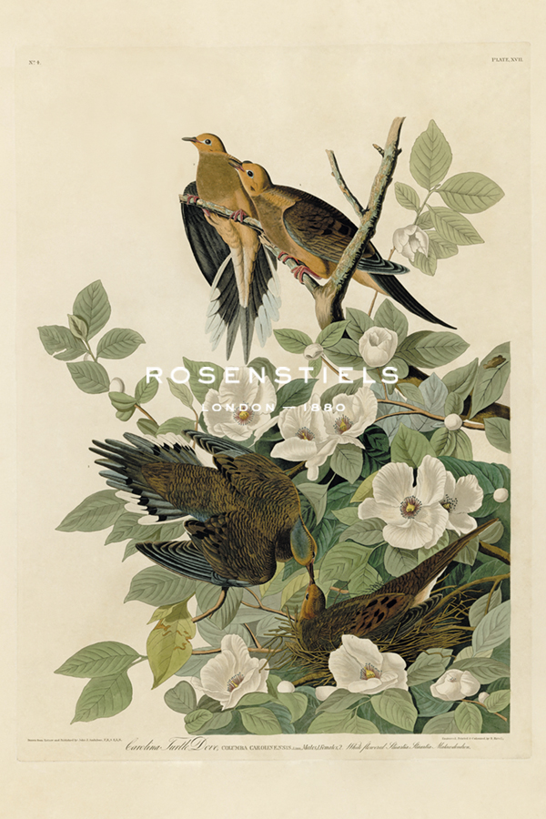Carolina Turtle Dove - James Audubon