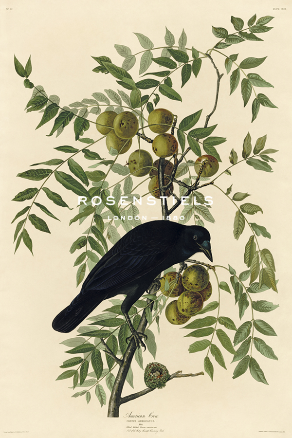 American Crow - James Audubon