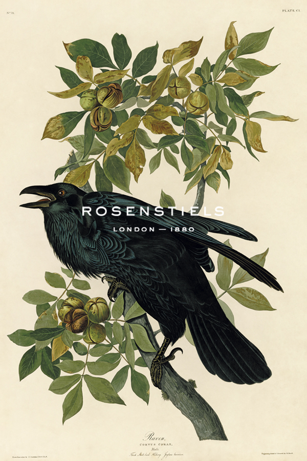 Raven - James Audubon
