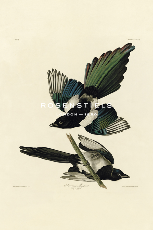 American Magpie - James Audubon