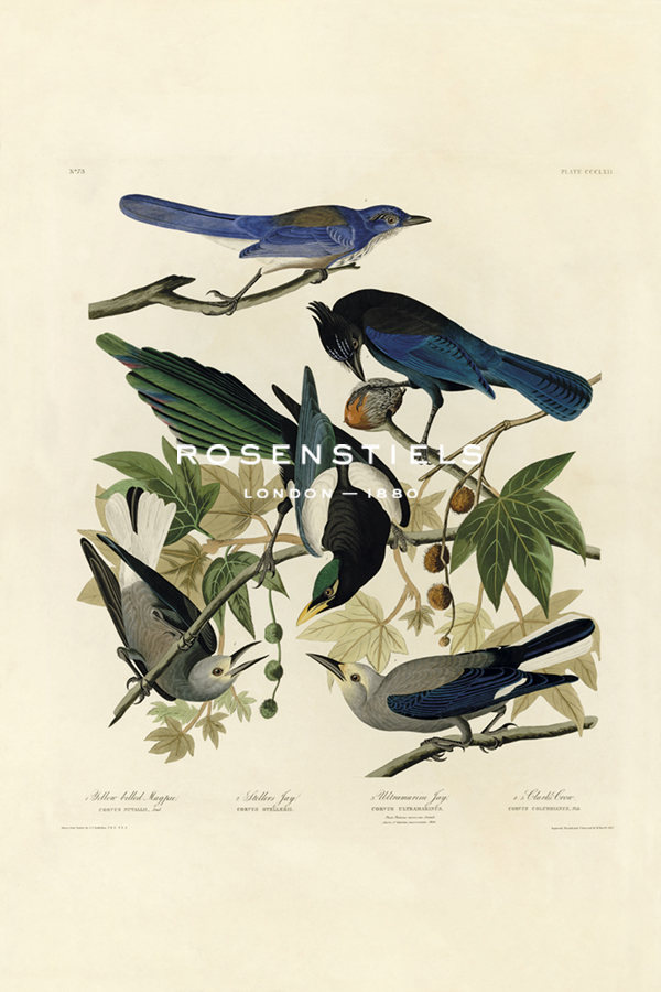 Yellow Billed Magpie, Stellers Jay, Ultramarine Jay, Clark's Crow - James Audubon