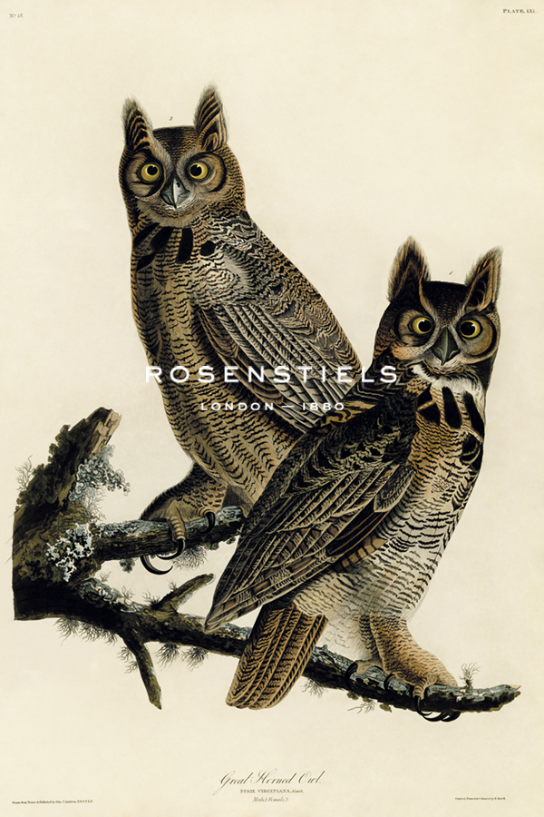 Great Horned Owl - James Audubon