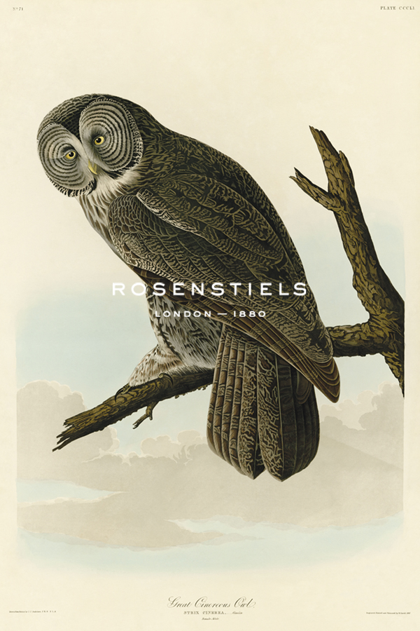 Great Cinereous Owl - James Audubon