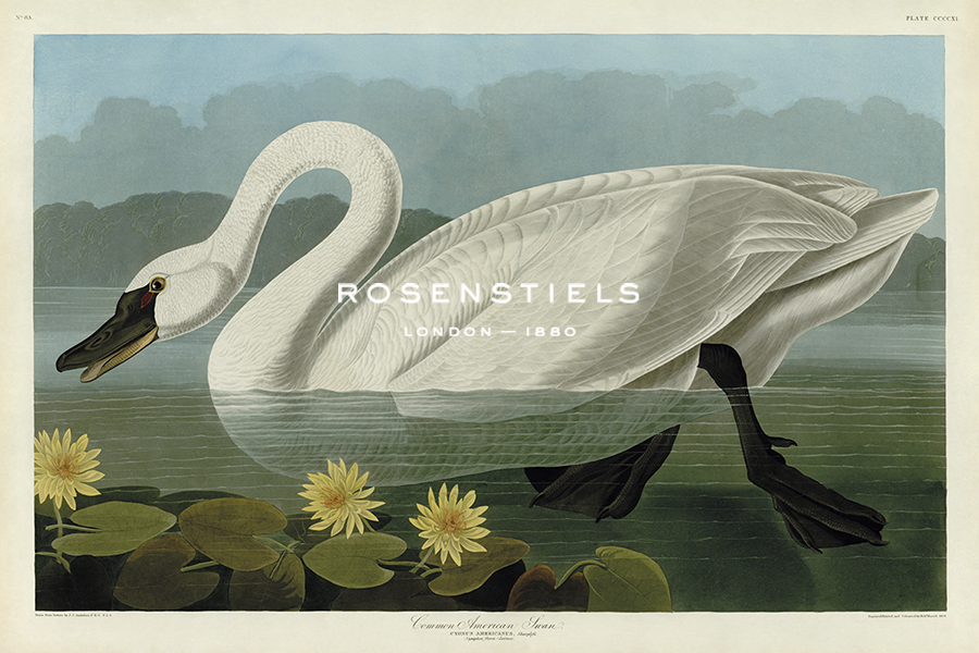 Common American Swan - James Audubon
