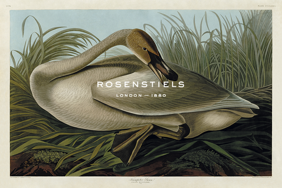 Trumpeter Swan - James Audubon