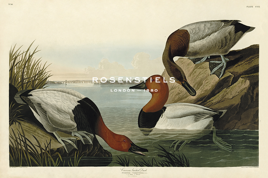 Canvas backed Duck - James Audubon