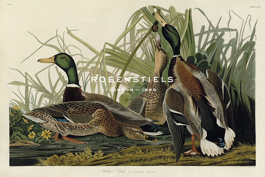 Mallard Duck - James Audubon