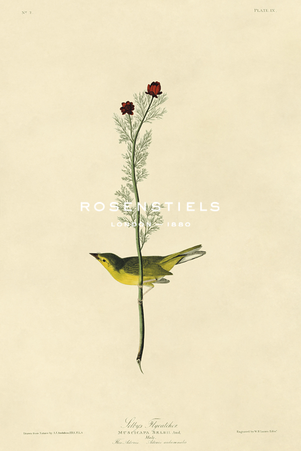 Selby's Flycatcher - James Audubon