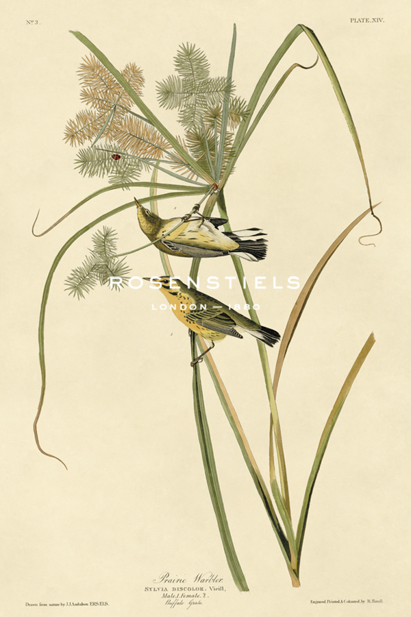 Prairie Warbler - James Audubon
