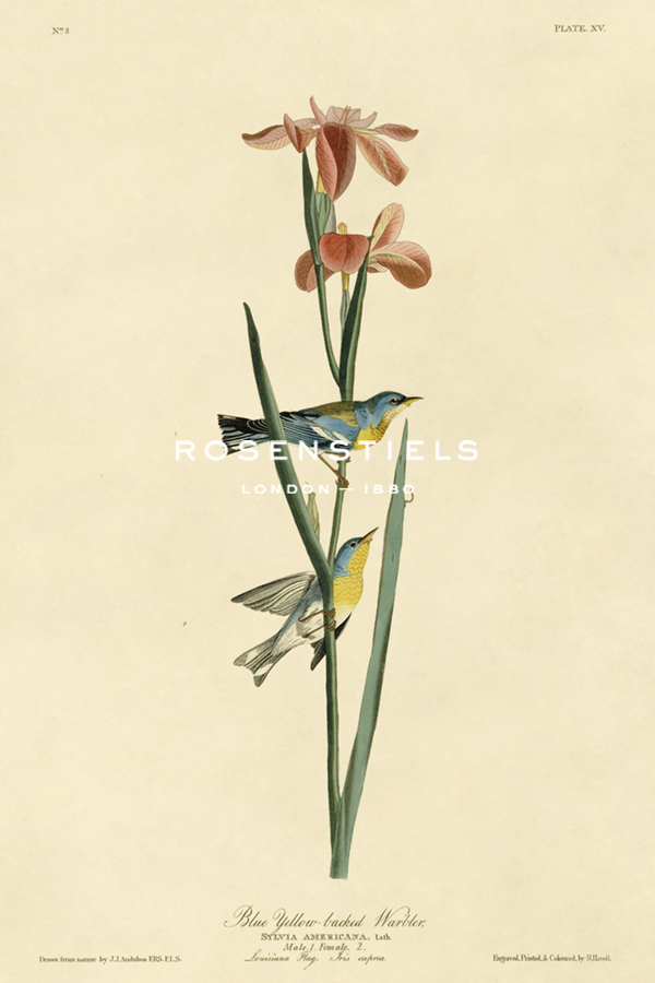Blue Yellow-backed Warbler - James Audubon