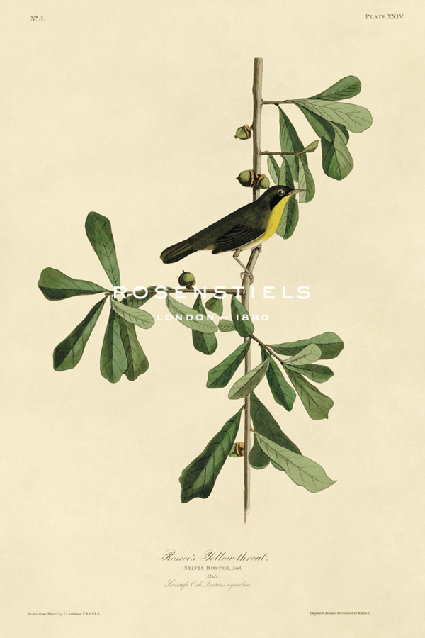 Roscoe's Yellow-throat - James Audubon