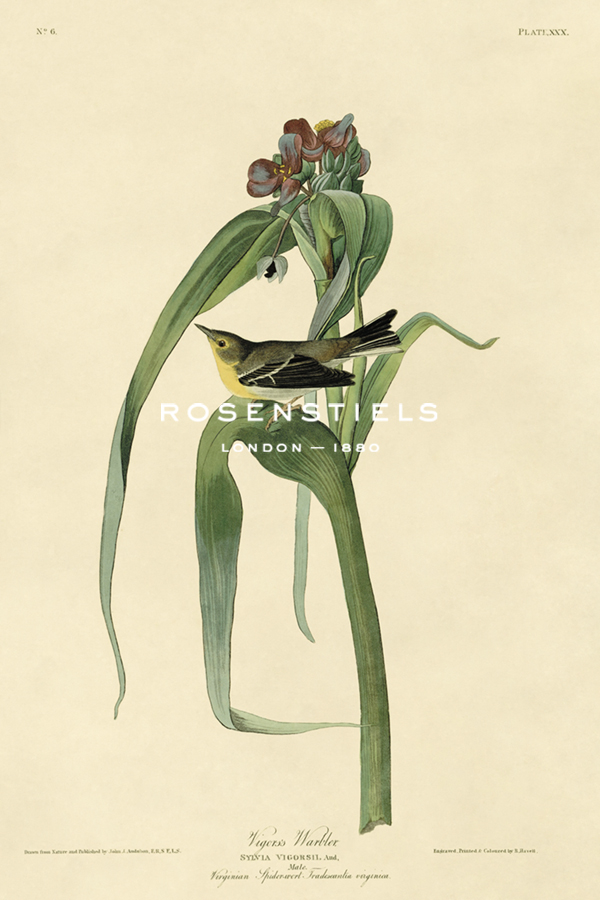 Vigor's Warbler - James Audubon