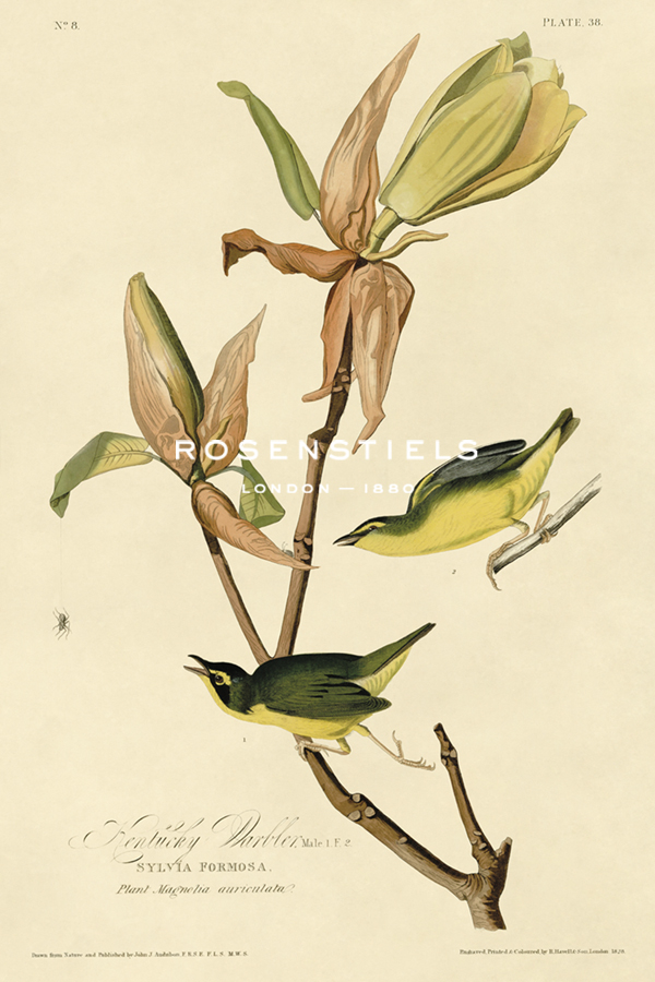 Kentucky Warbler - James Audubon