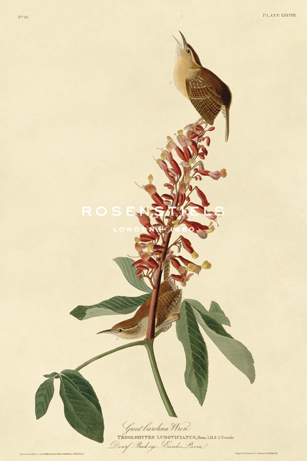 Great Carolina Wren - James Audubon