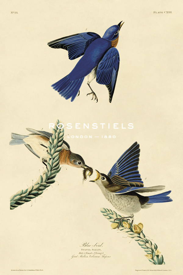 Blue-bird - James Audubon