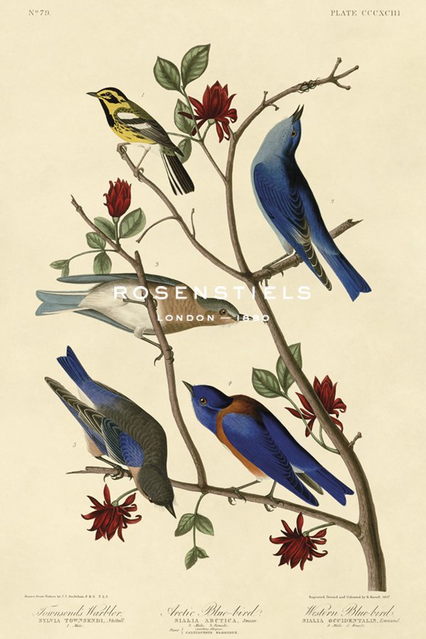 Townsend's Warbler, Arctic Blue-bird & Western Blue-bird - James Audubon