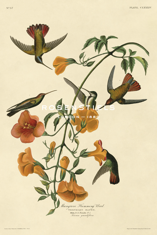 Mangrove Humming-bird - James Audubon