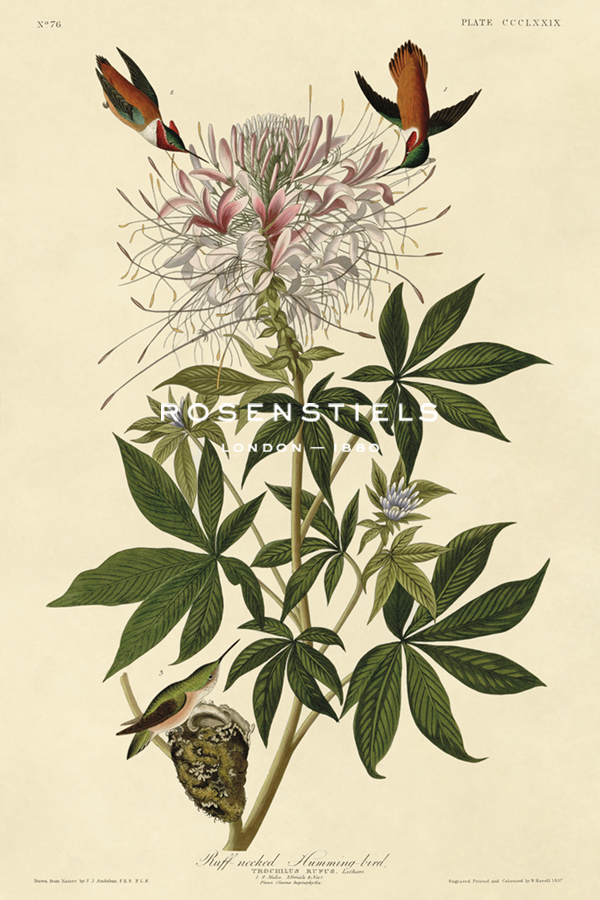Ruff-necked Humming-bird - James Audubon