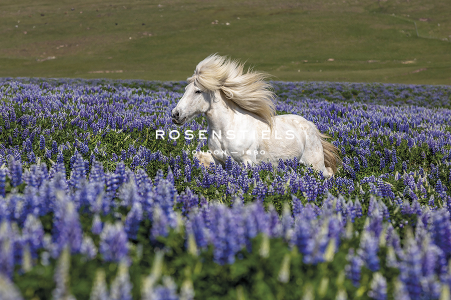 Wild Horse - Bloom - Tim Mannakee