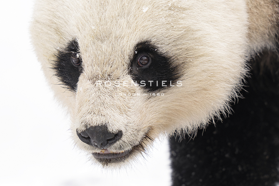 Snow Stroll - Watch - Wild Wonders of China