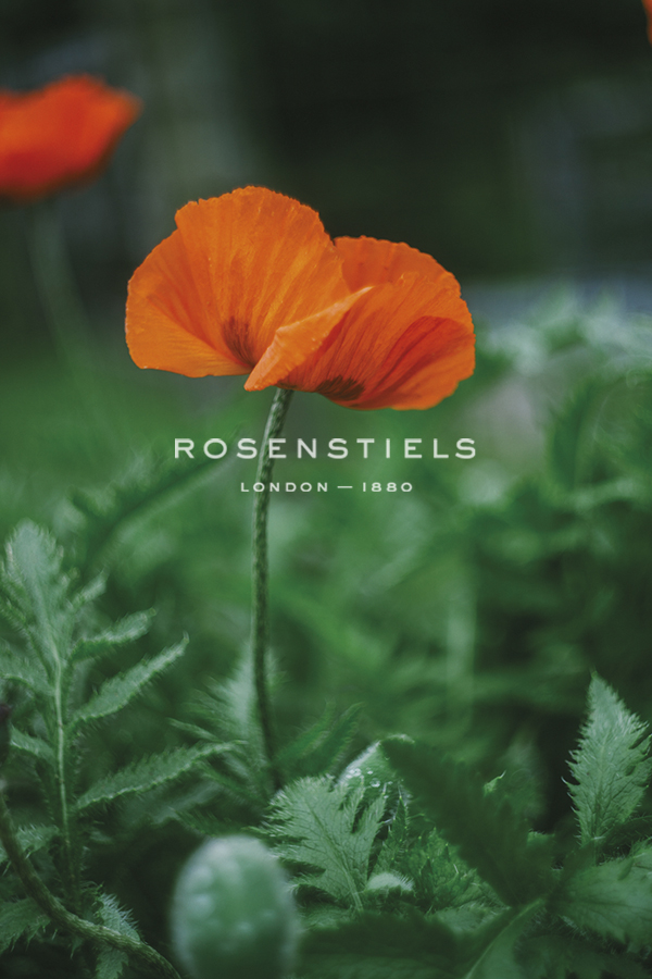 Garden Growth - Poppy - Sarah Hart Morgan
