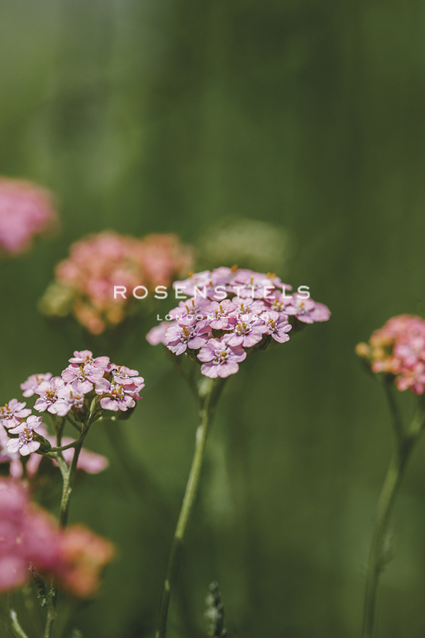 Garden Growth - Yarrow - Sarah Hart Morgan
