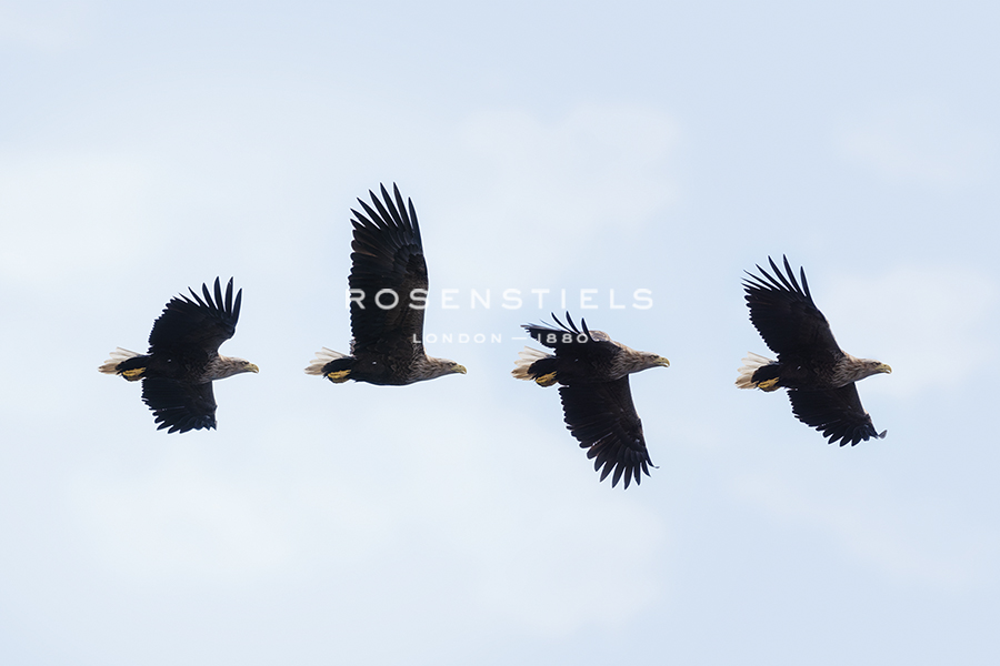 Four in Flight - Andreas Stridsberg