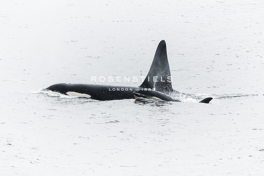 Whale Watching - Andreas Stridsberg