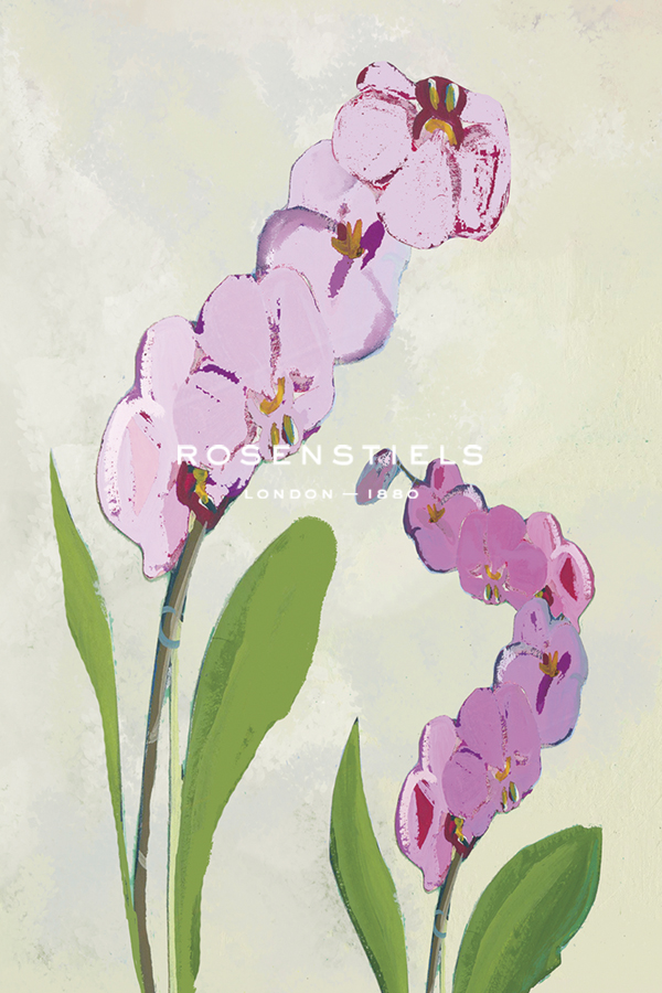 Orchid Blossom - Shoots - Kay Widdowson