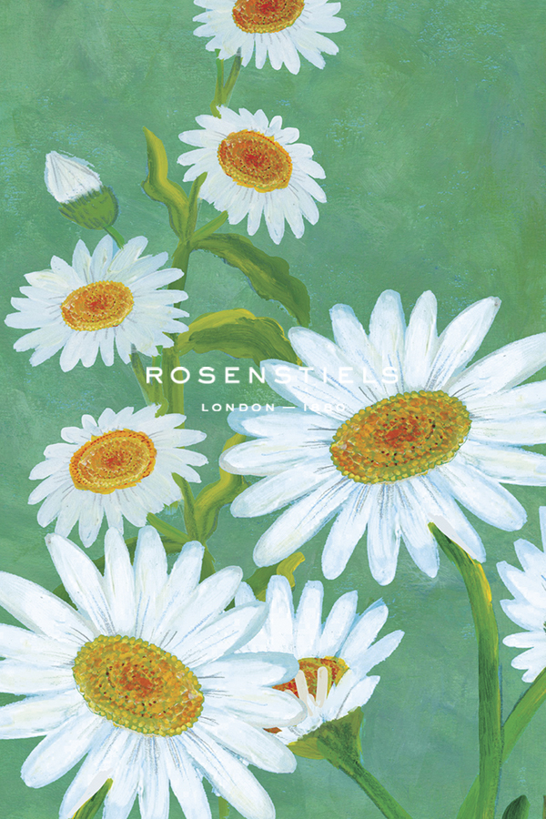 Daisy Spring - Bloom - Kay Widdowson