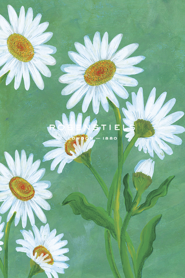 Daisy Spring - Grow - Kay Widdowson