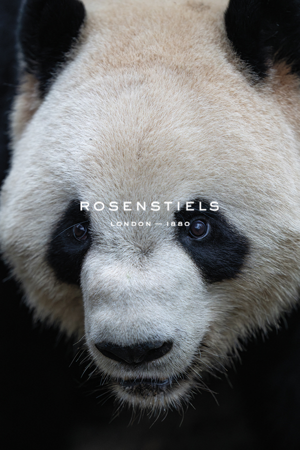 Panda Prowl - Stare - Wild Wonders of China