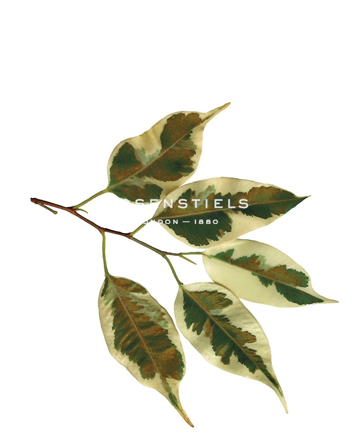 Foliage Study - Sail - Tania Bello