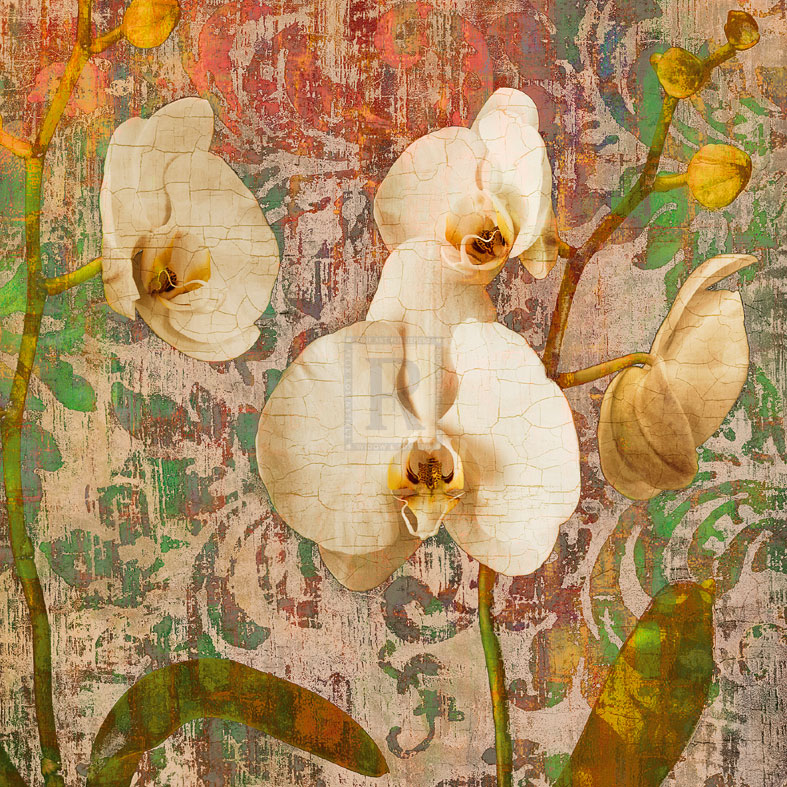Orchids Crackle - Tania Bello