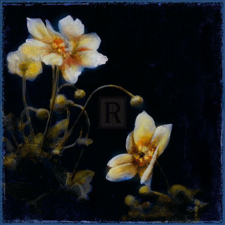 Midsummer Night Bloom III - Douglas